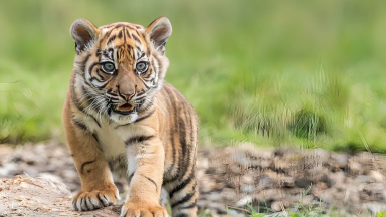 Tiger Escapes in St. Elizabeth After Being Smuggled into Country