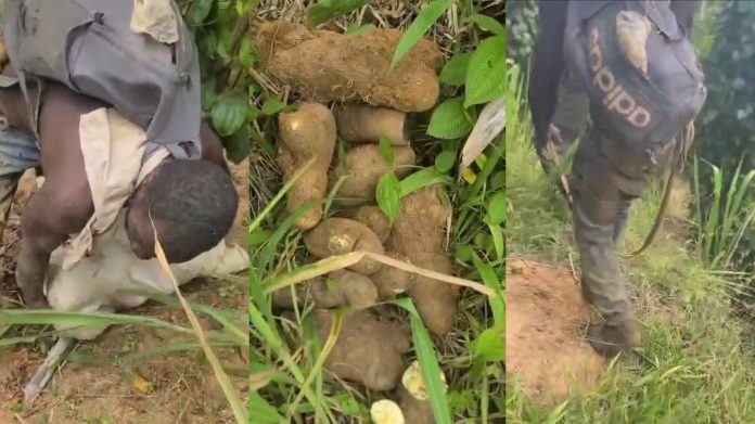 Farmers detain alleged yam thief
